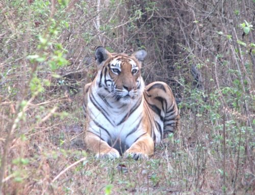 I don’t want to fight the Tiger!